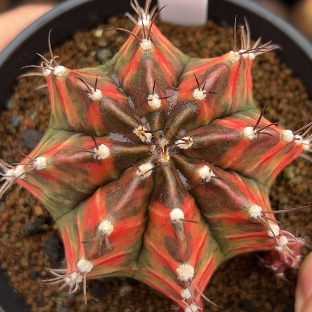 泰系侧芽乌贼米哈锦532