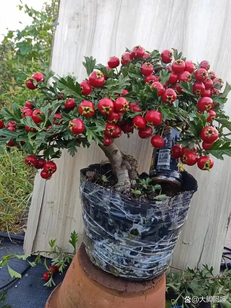 一物一拍 ，所见所得，盆栽