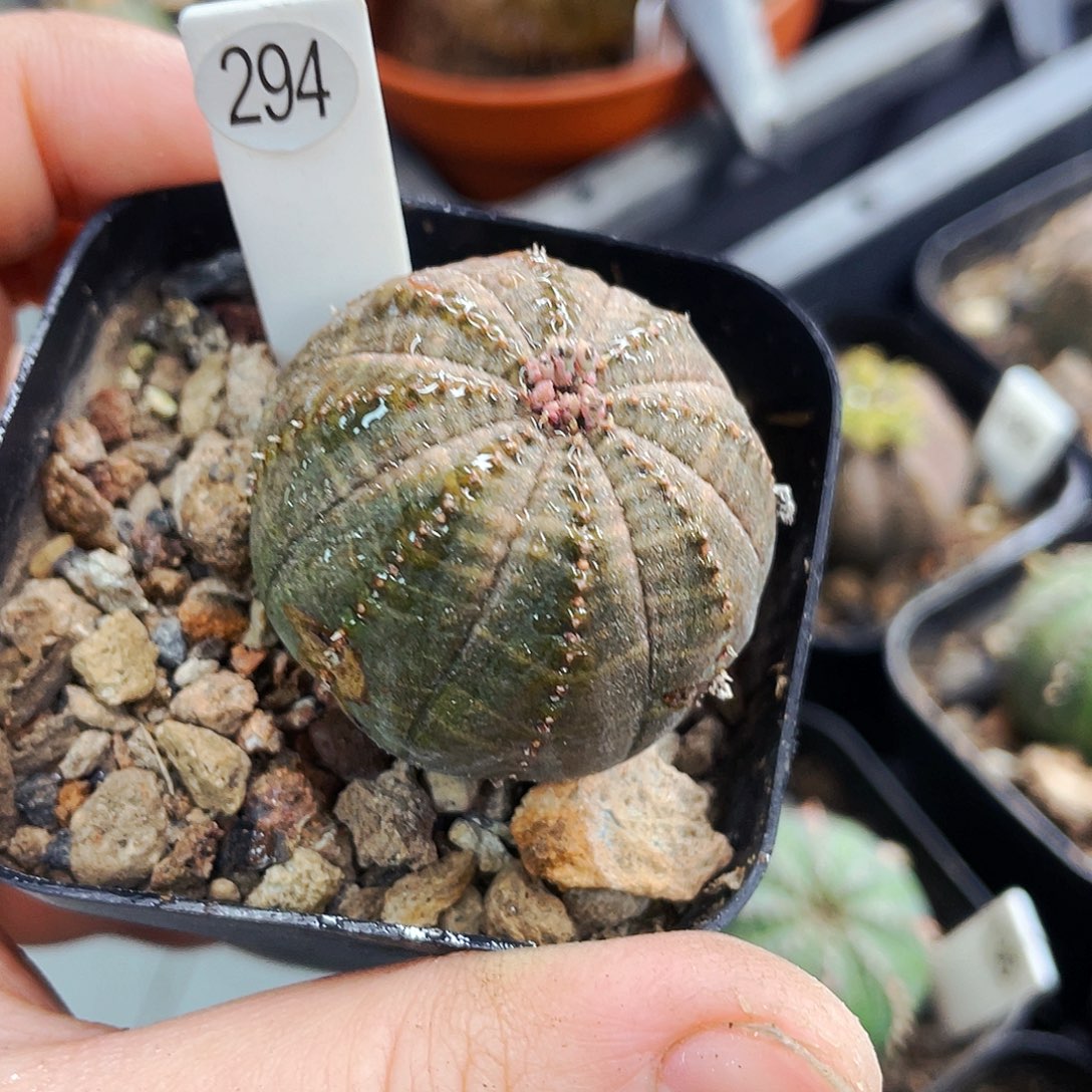 非偏远地区满25包邮仙人球