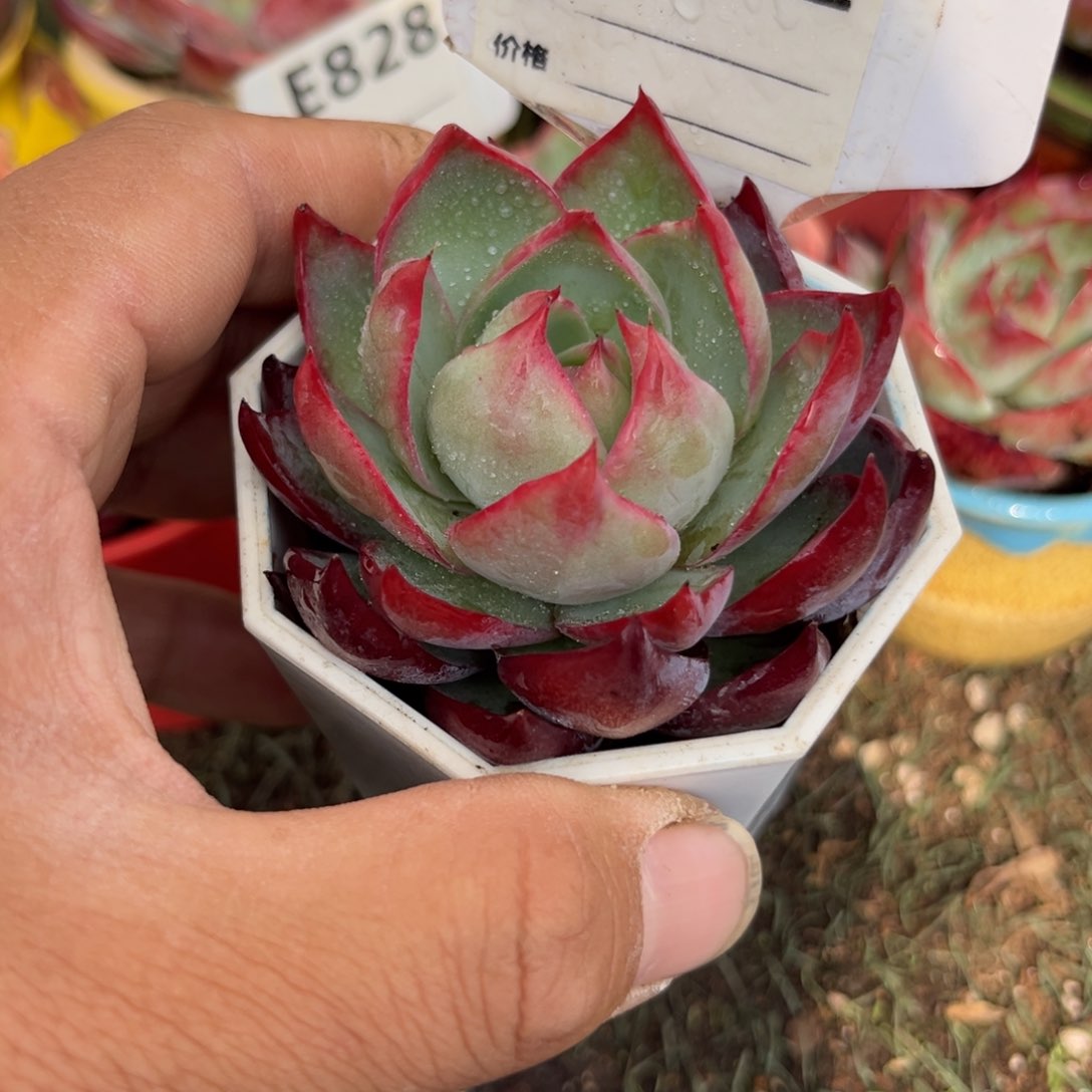 惊鸿一瞥692好多肉