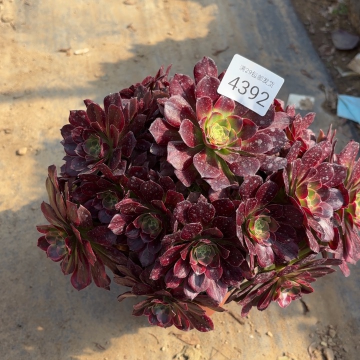 安娜锦多肉法师4392