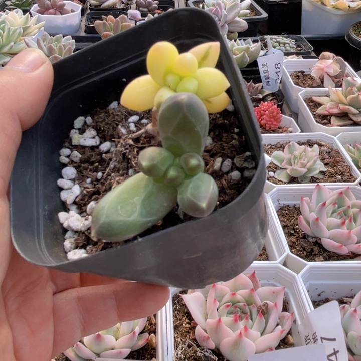 千代田锦多肉植物904