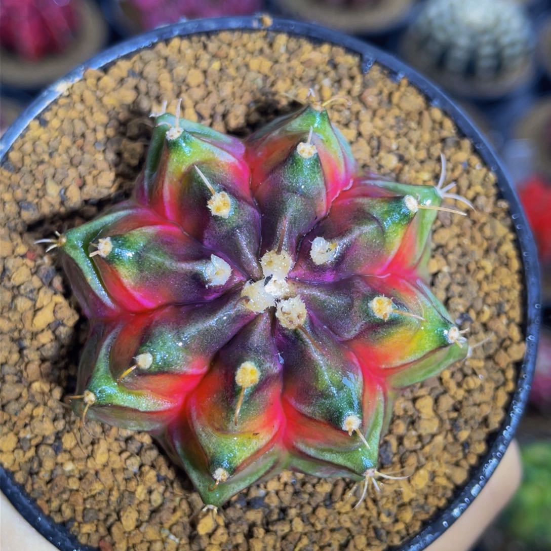 米哈星球00000000035