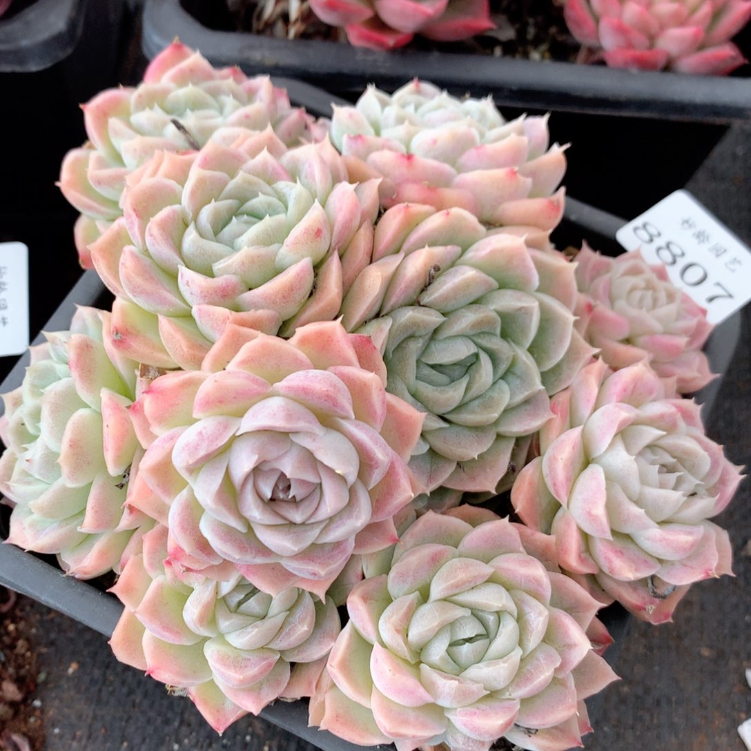 8807杂交多肉植物基地