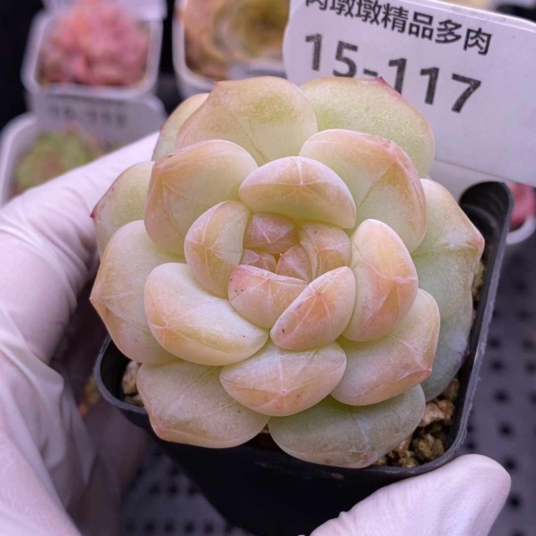 【闪购商品】15-117