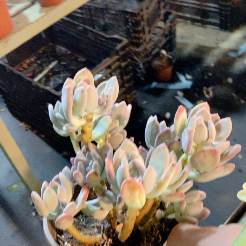 【闪购商品】三日月美人14231