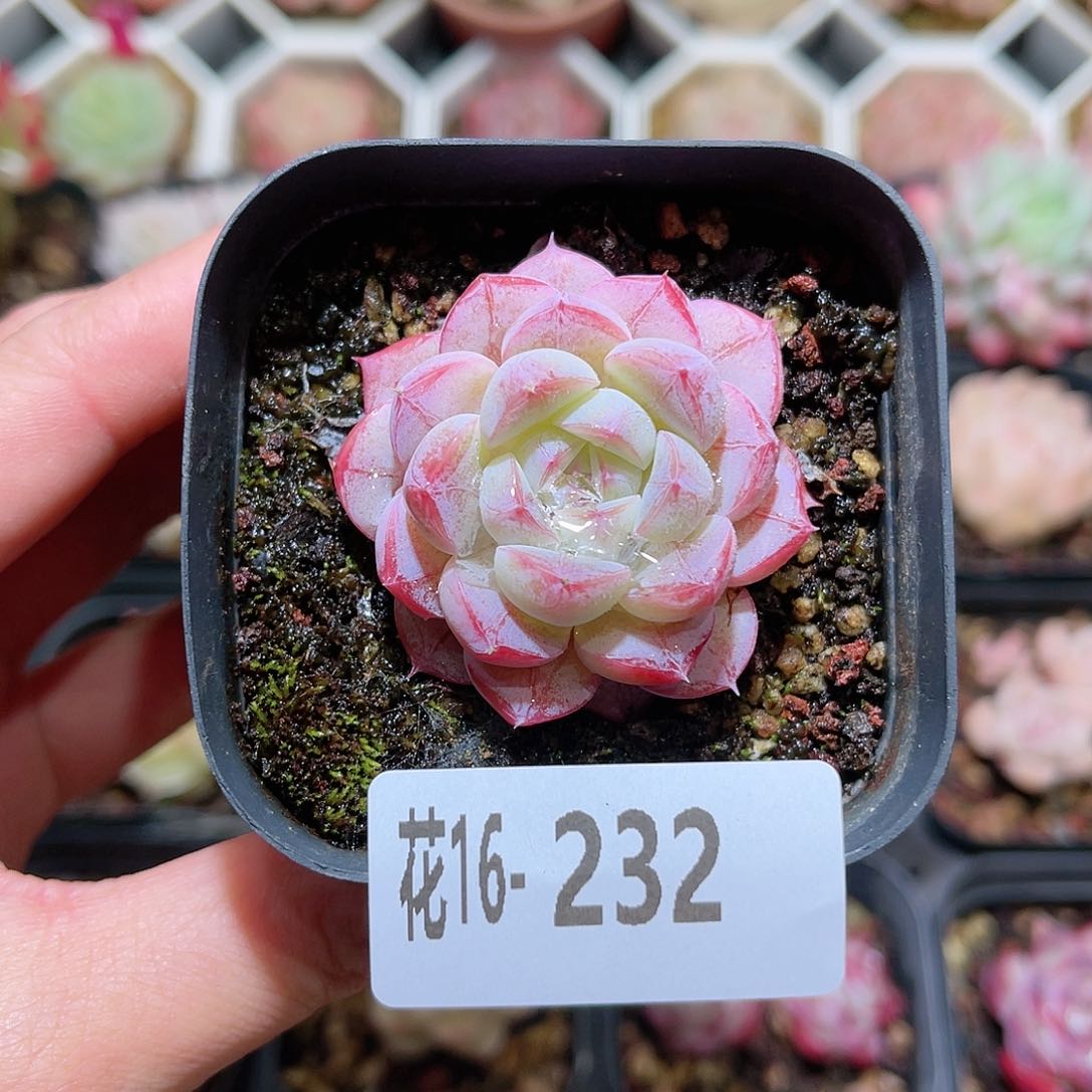 花利美16-232白桃汽水