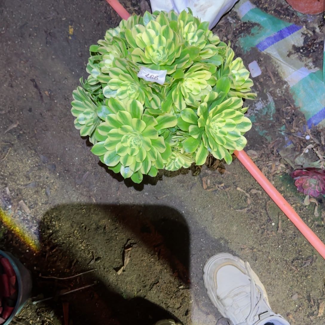 a****?辛尼亚法师多肉法师997