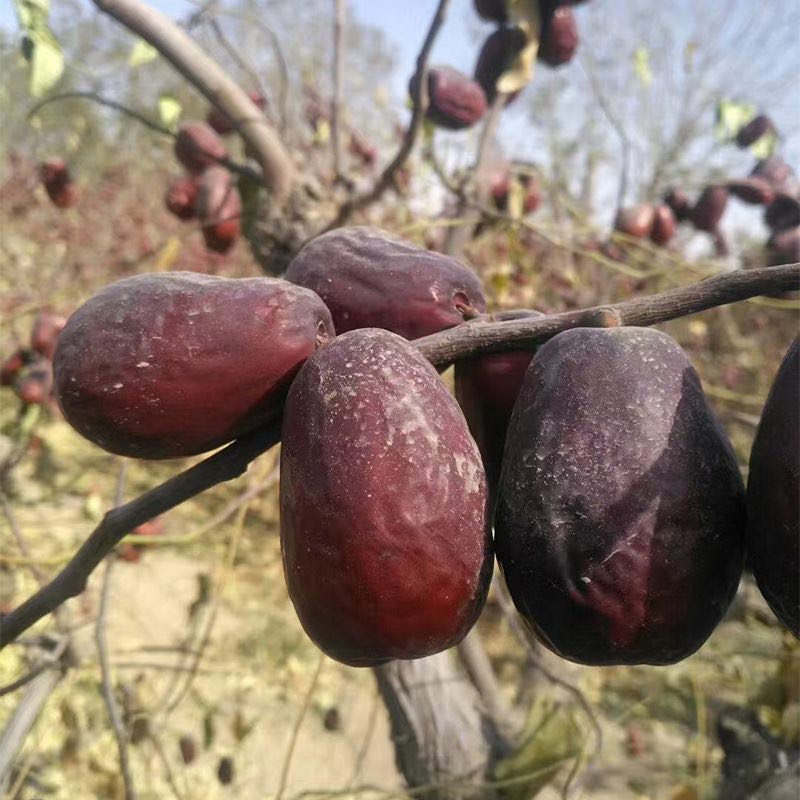 新疆和田大枣原产地直发昆玉大枣红枣灰枣泡茶煲汤