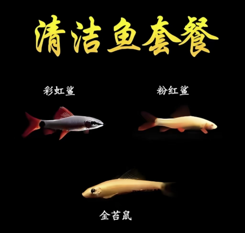 彩虹鲨金苔鼠淡水鱼鱼缸观赏鱼清洁耐活鲜活除藻工具小型清道夫