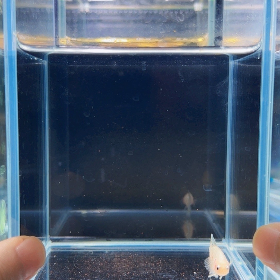 斗鱼活体观赏鱼好养耐活