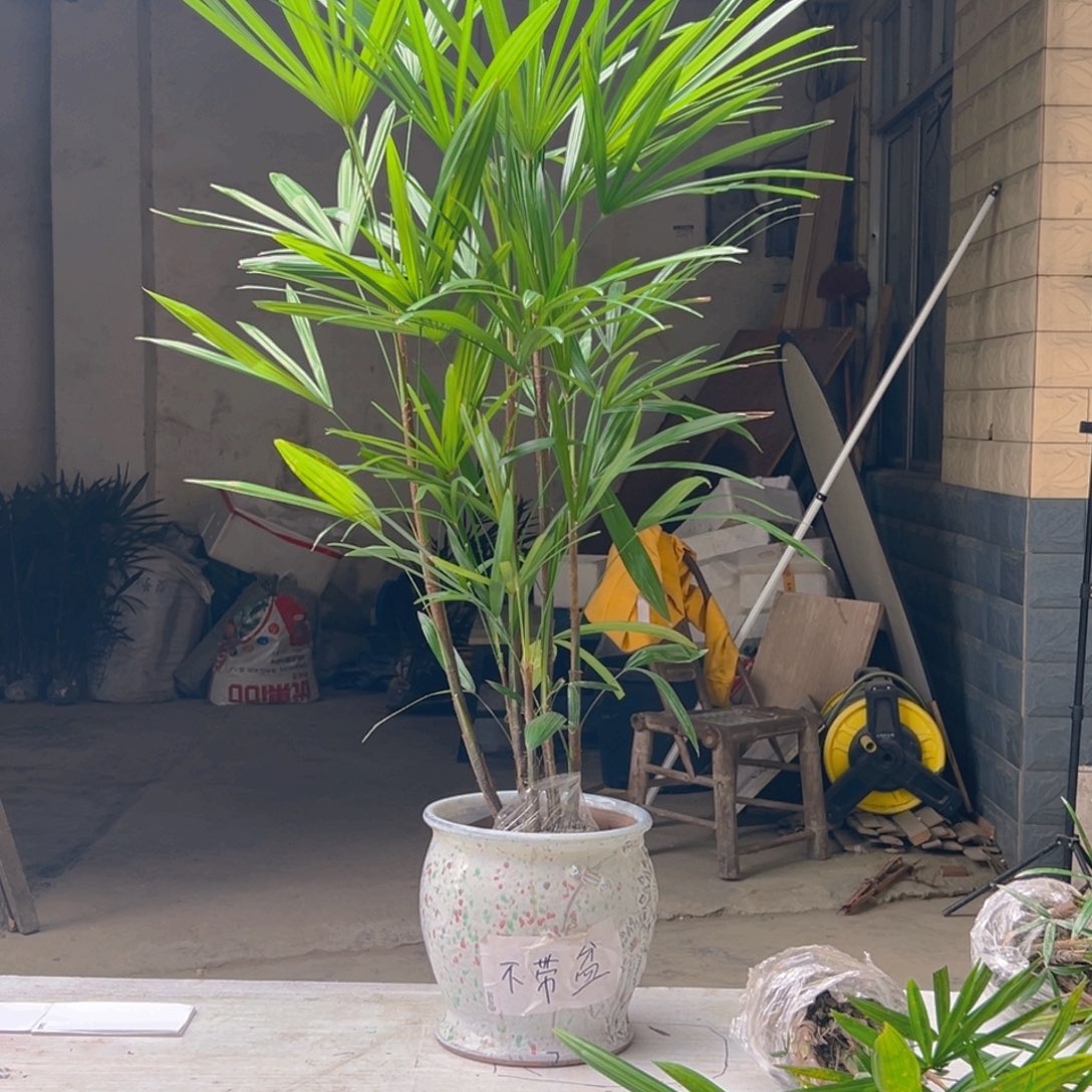 不开花植物观叶绿植