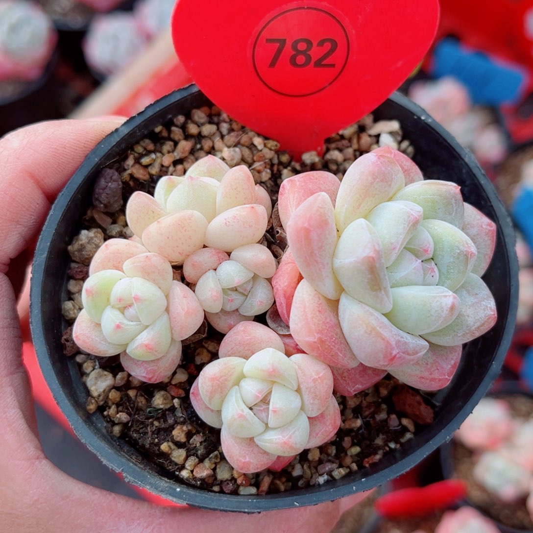 782号小老桩冰玉群