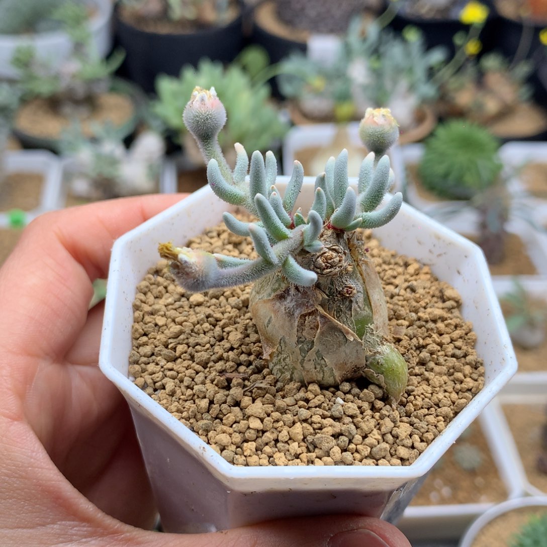 淡青霜母本带盆多肉