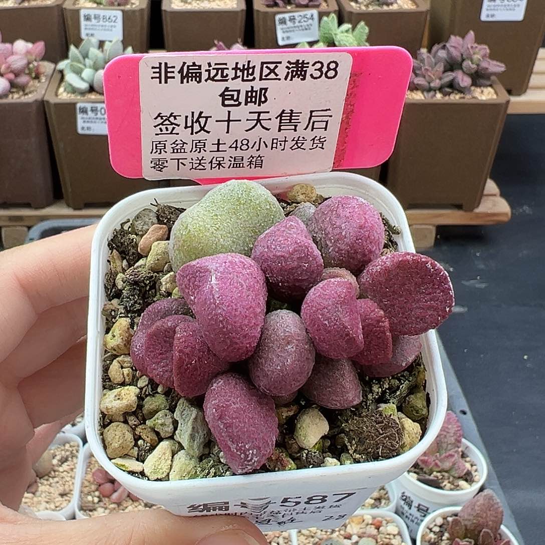 587夏娃多肉植物