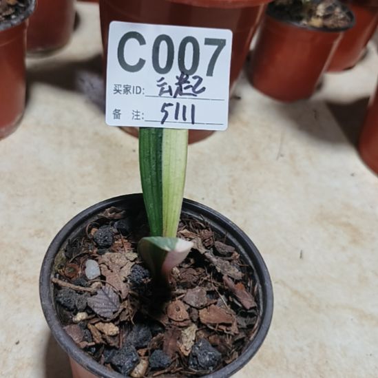 座***起完全开放00000007