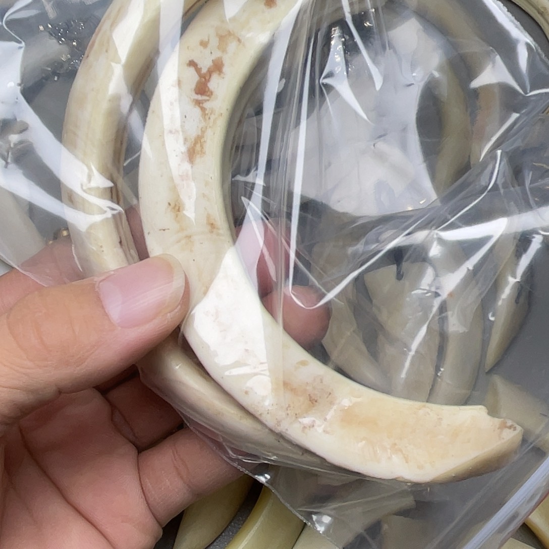 猪牙把件猪牙齿牙