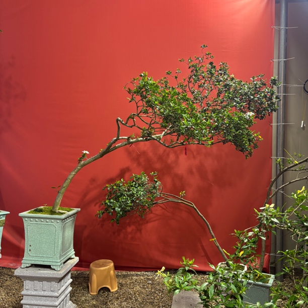 时光｜海岛栀子花绿植茶台大飘老鸡爪罗汉松精品意境盆景九顶山