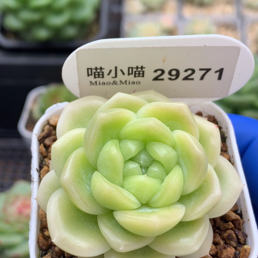 小***人多肉植物杂交珍妮