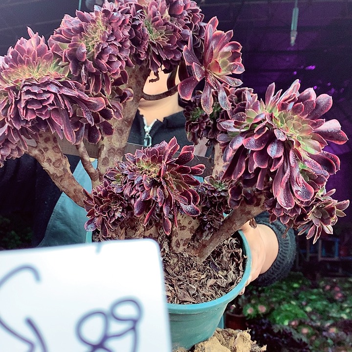 柒柒精品多肉脱土发货不包断侧枝S289