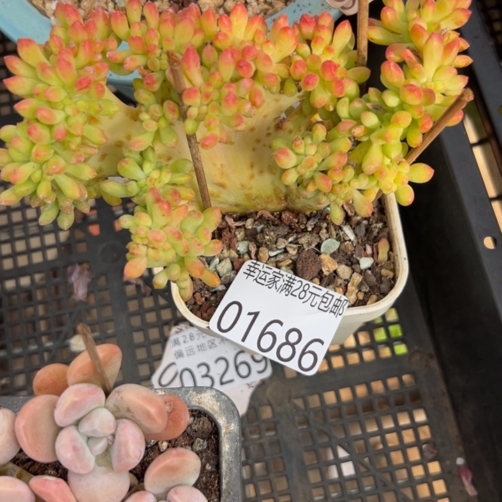 幸运儿是一位非常我