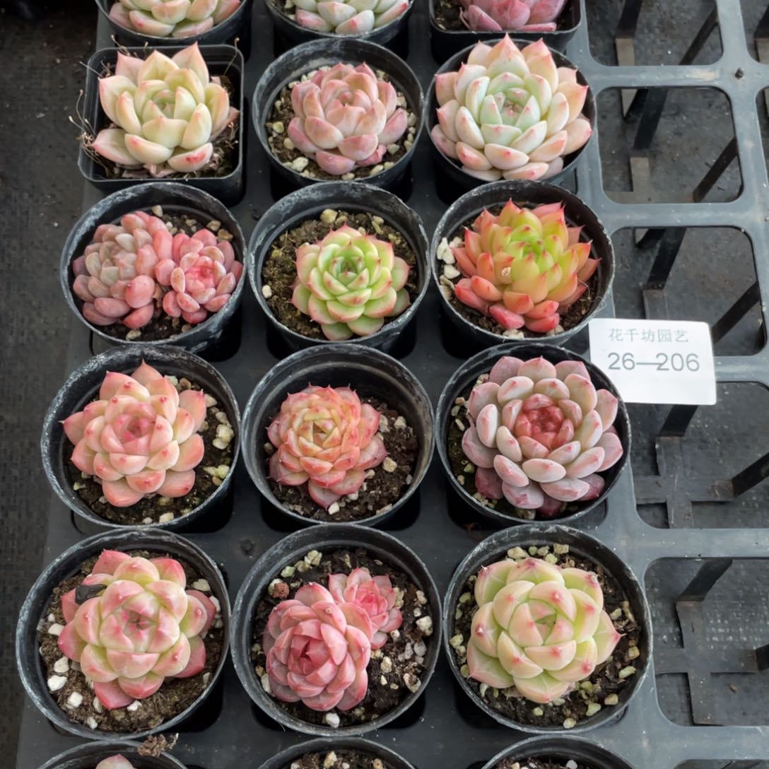 一物一拍18棵26-206