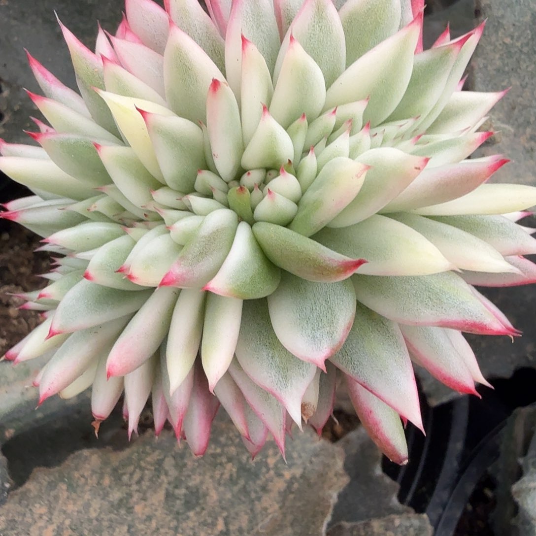 那***光东云缀化一截，多肉植物