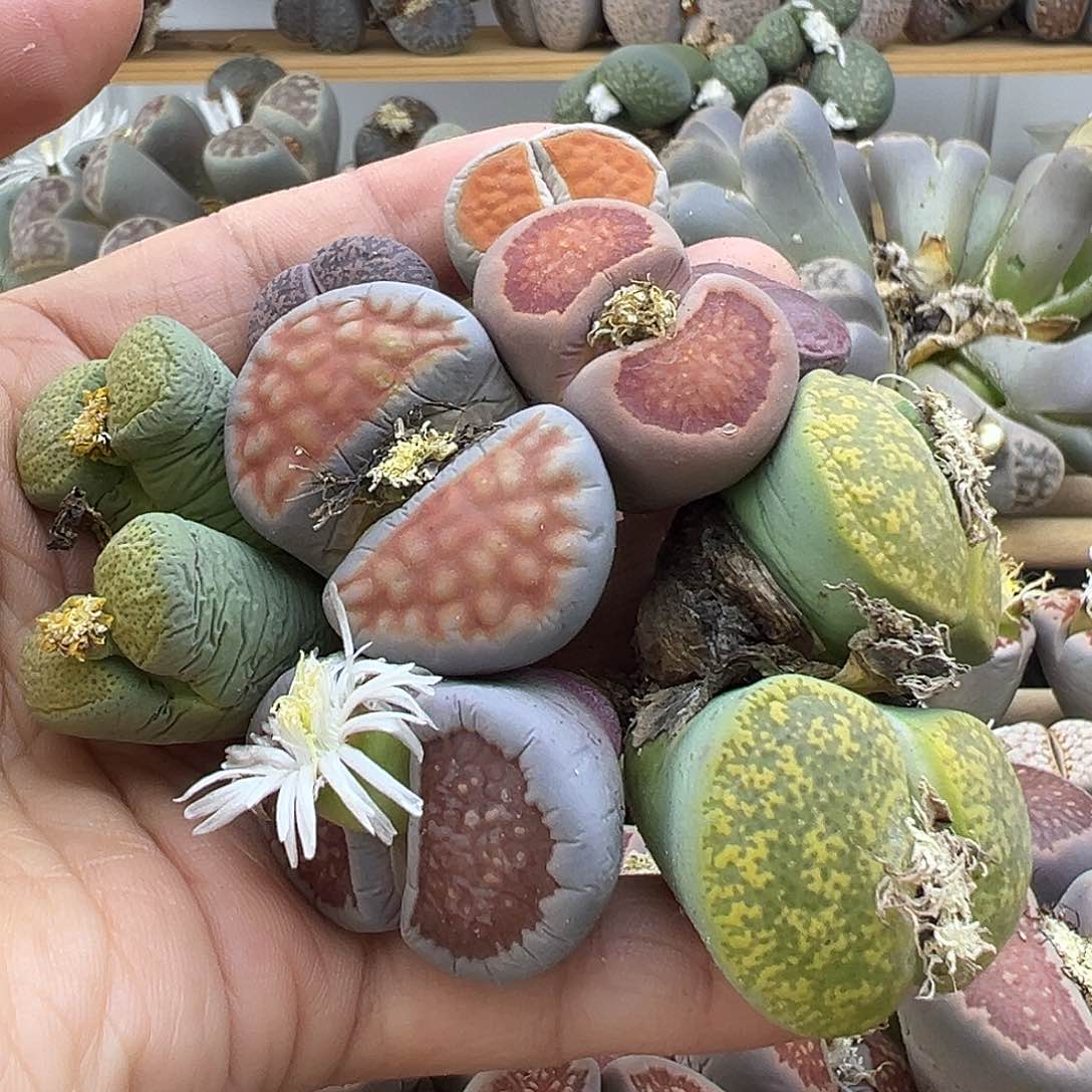 2316 生石花部分有伤长腿清货不售后