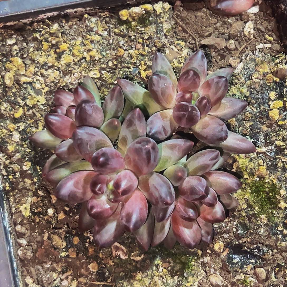 晚***哥桔云多肉美人精品系列