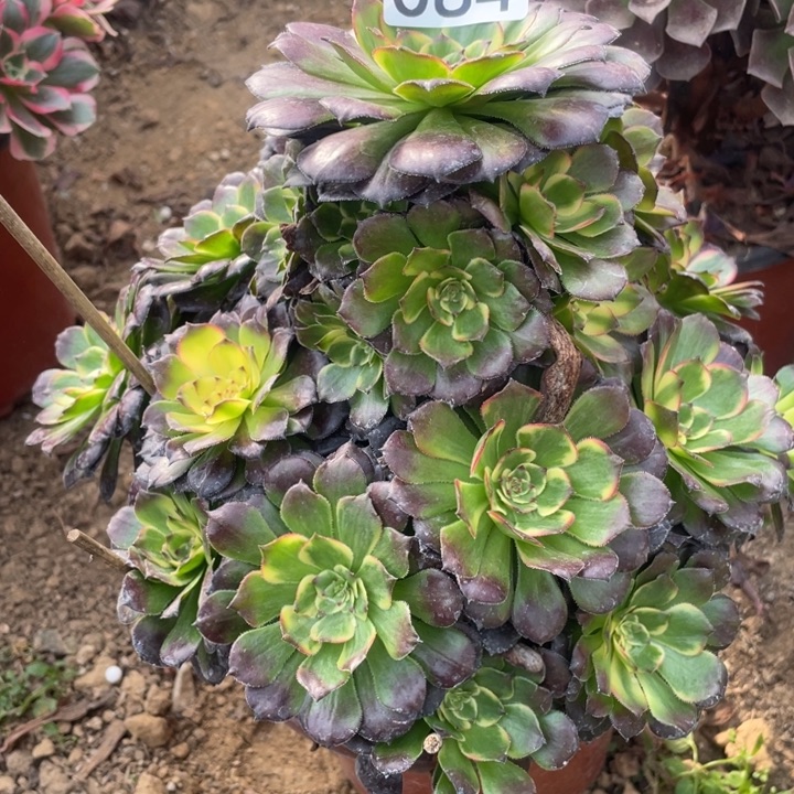 未****无花朵084多肉植物烟花