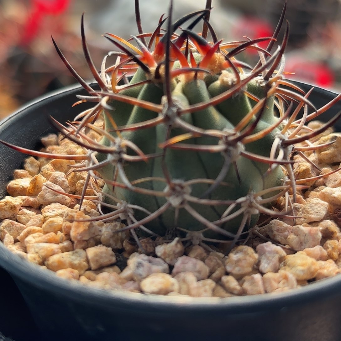 仙人球实生伍佰津玉