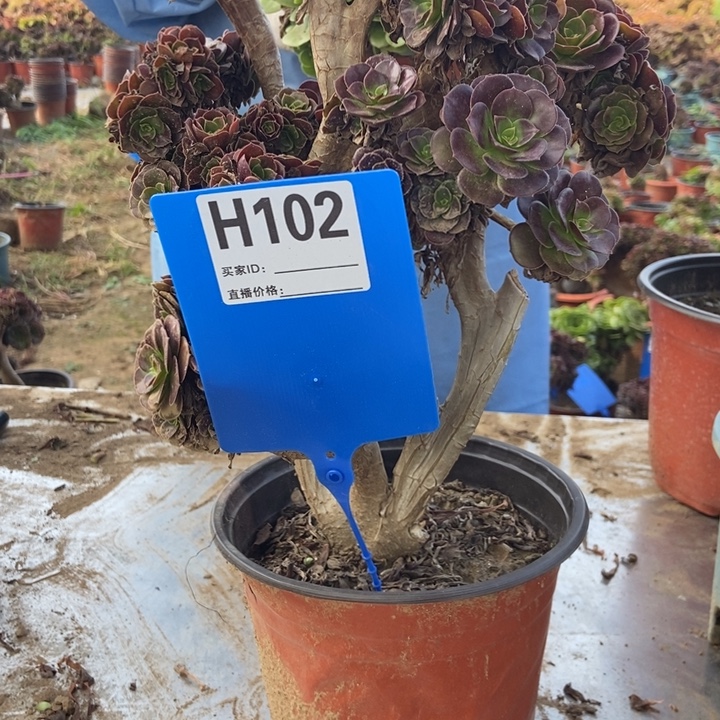 紫***香H102欧紫缀化老桩