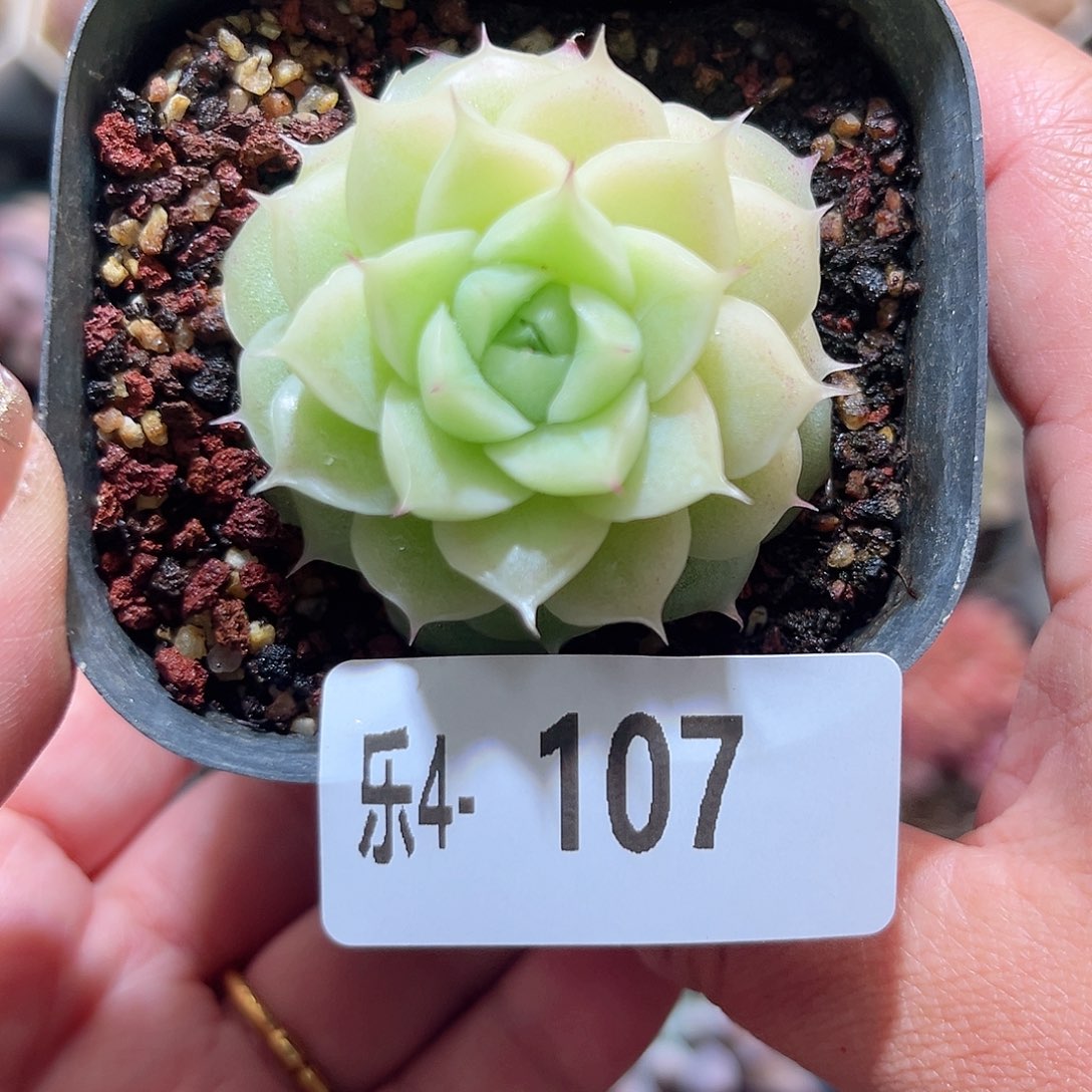 乐4-107麦秆单头