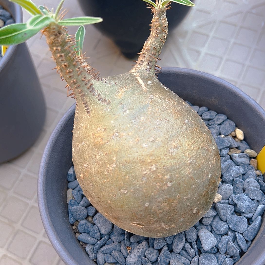 一物一拍 象牙宫养定服盆