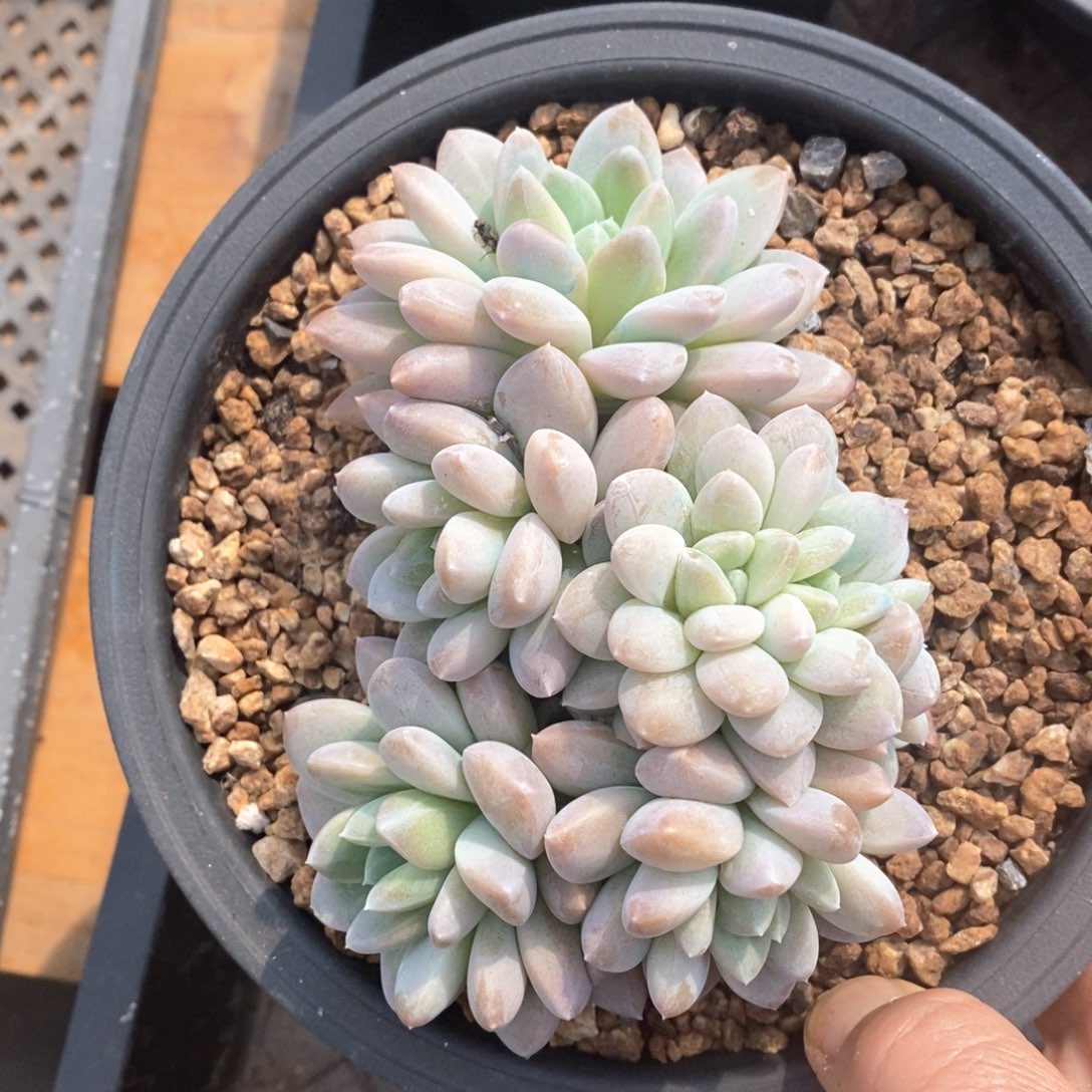 精品多肉一物一拍不包整5