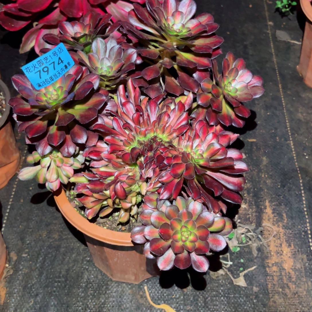 默*沫晚霞缀 7974 多肉植物