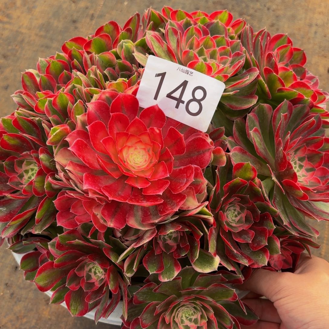 148多肉植物孔雀翎特价