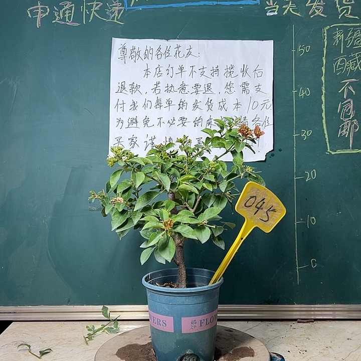 全部花苞 卡亚塔  045