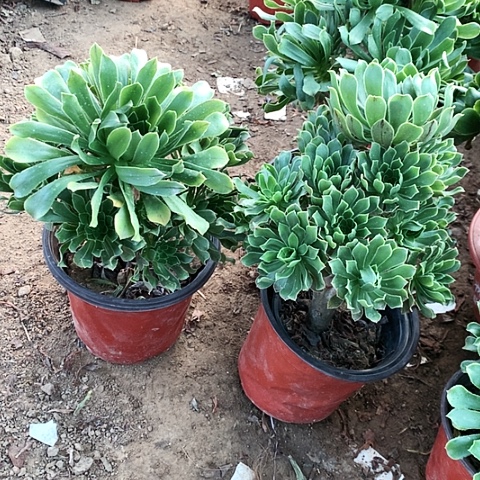 2棵原绿玫瑰玫瑰