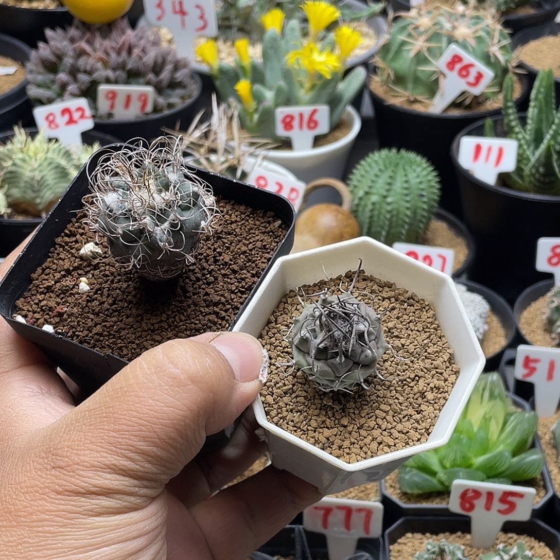 用***2粉丝专拍仙人球多肉植物
