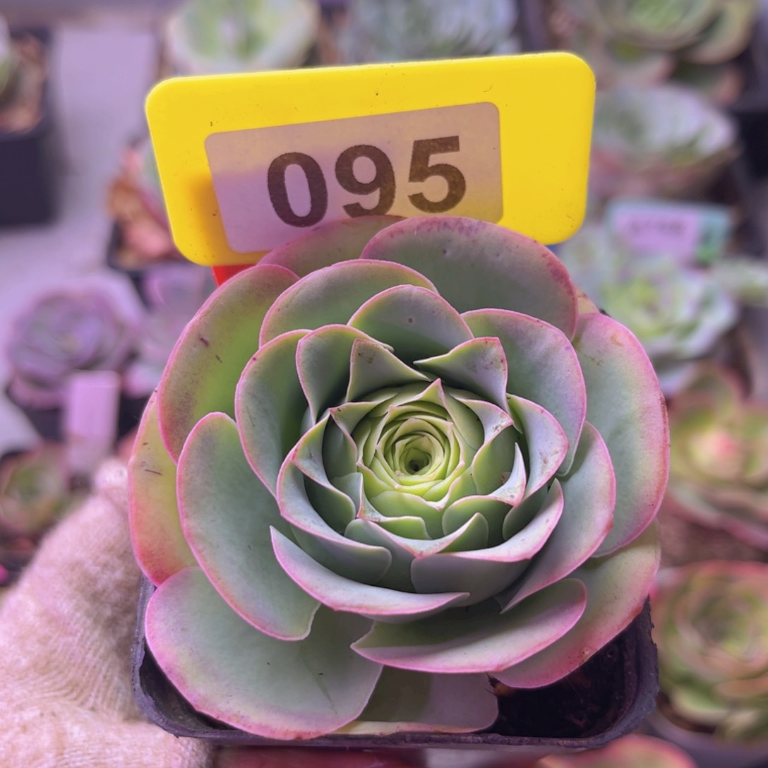 鹿啦啦玫瑰一物一拍095