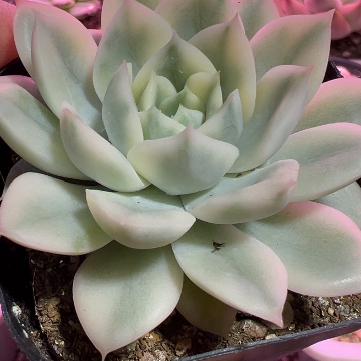 月亮仙子覆轮锦多肉植物