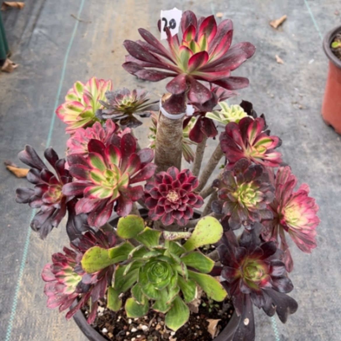 【闪购商品】20嫁接多肉法师