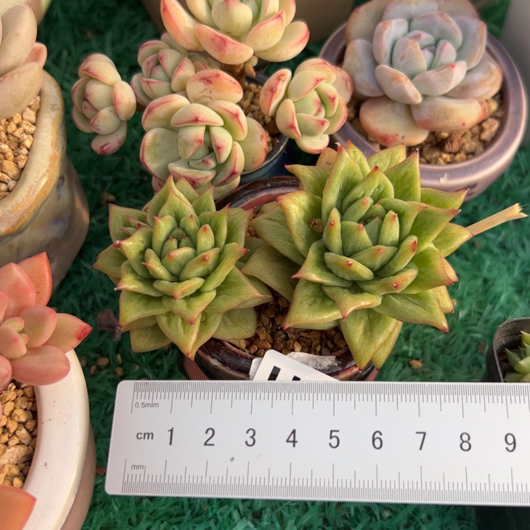 (****笑734 多肉植物组合盆栽
