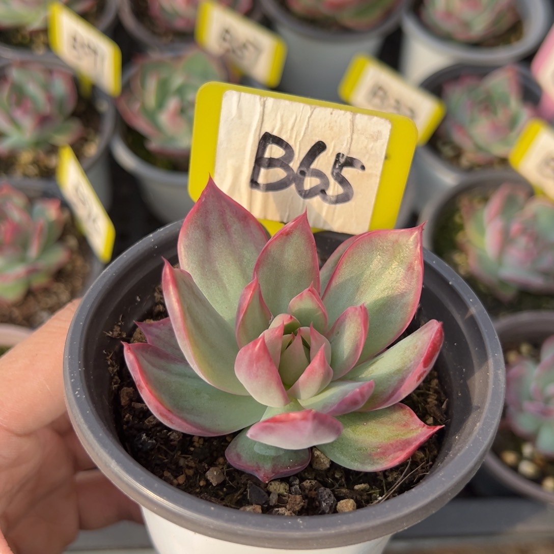 Ⅰ****）B65惊鸿单头多肉