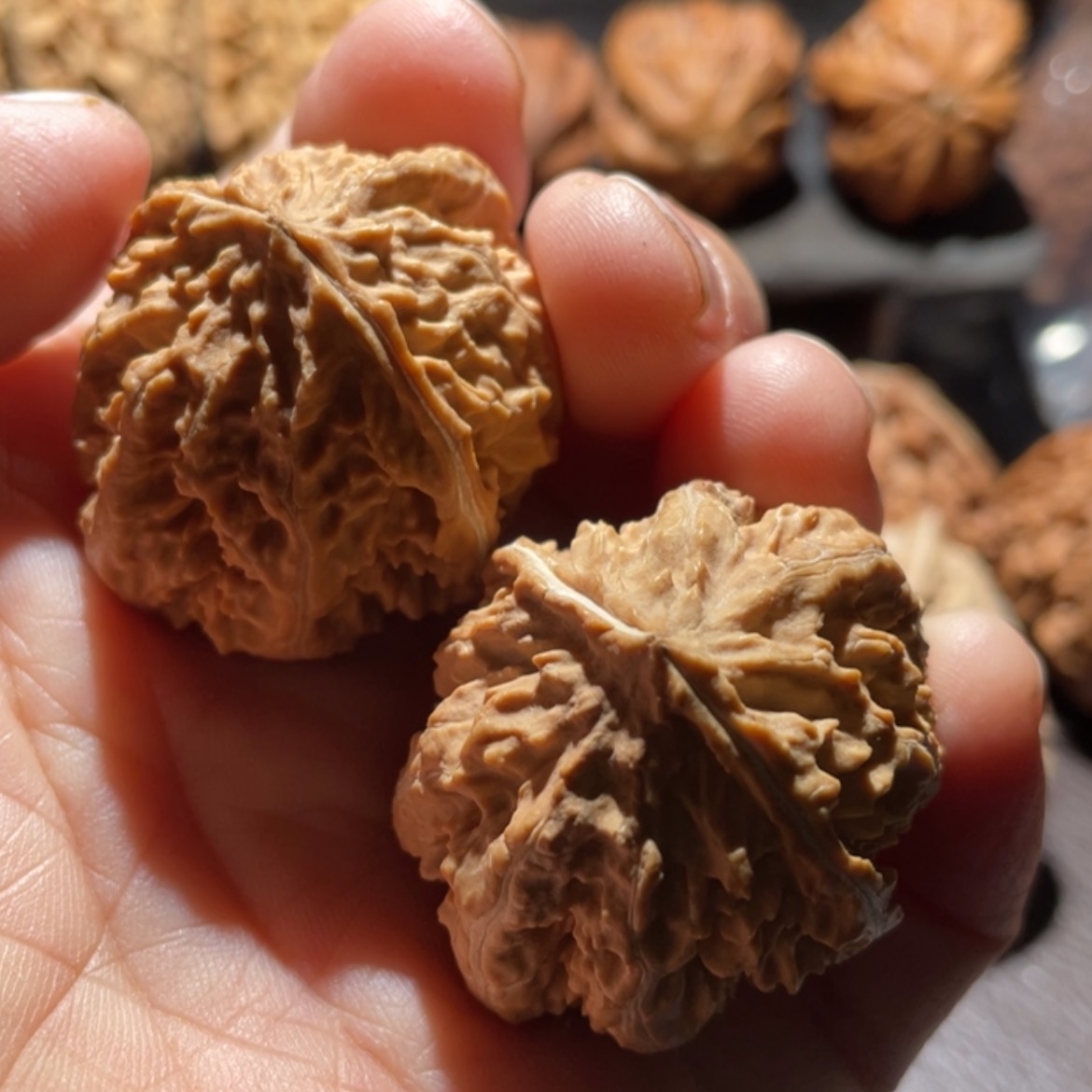 【闪购商品】文玩核桃把件东北楸子16