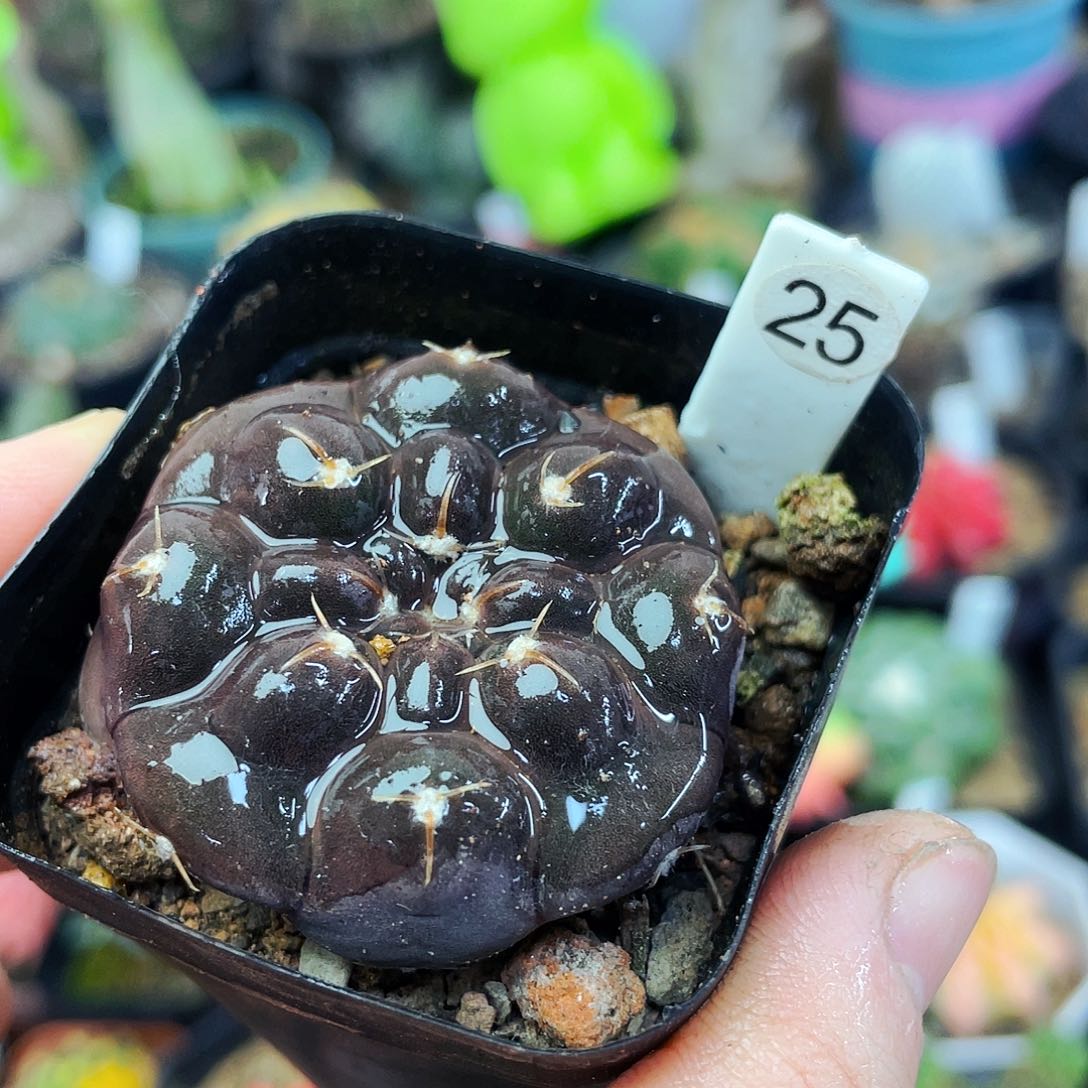 铅皮非偏远地区满25包邮仙人球