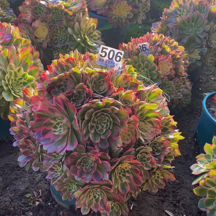 海王花花27-15花花