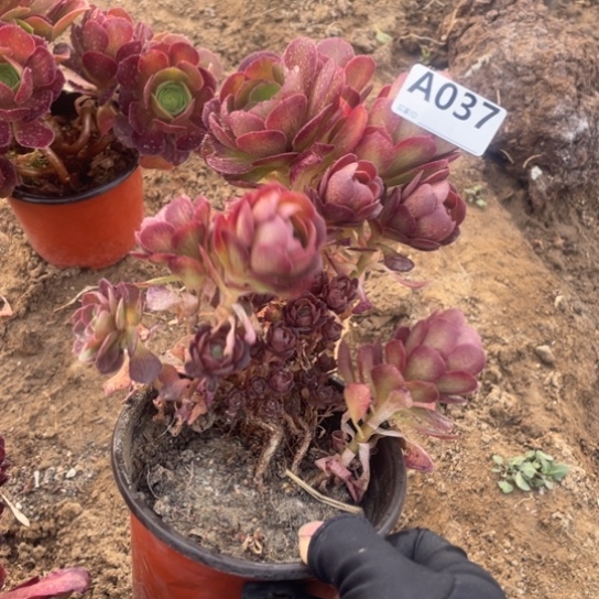 037万朵朵砍过法师