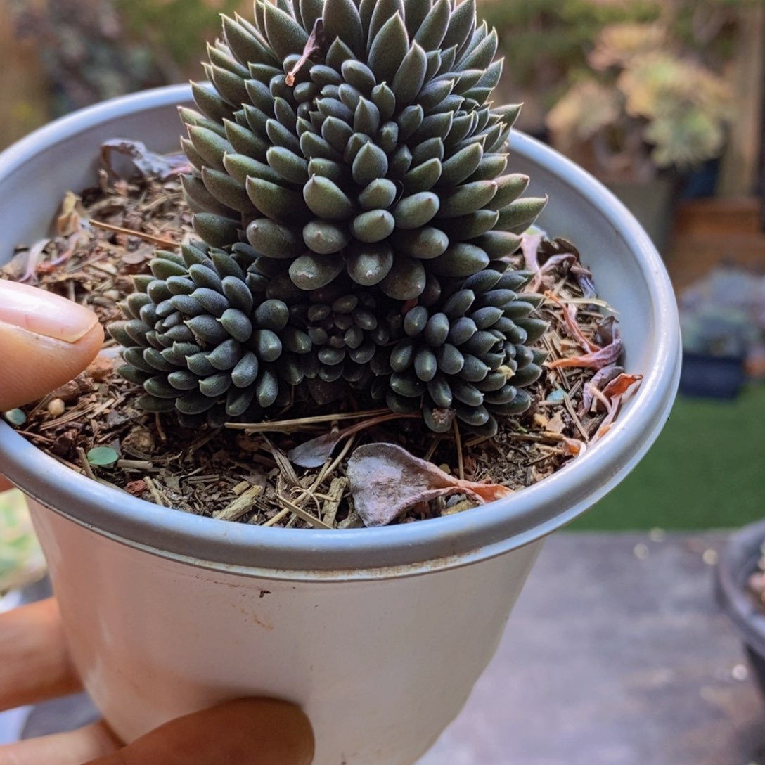 思*远C53号瓦松多肉